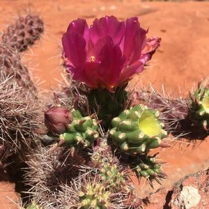 Meet your Posher, Maddie